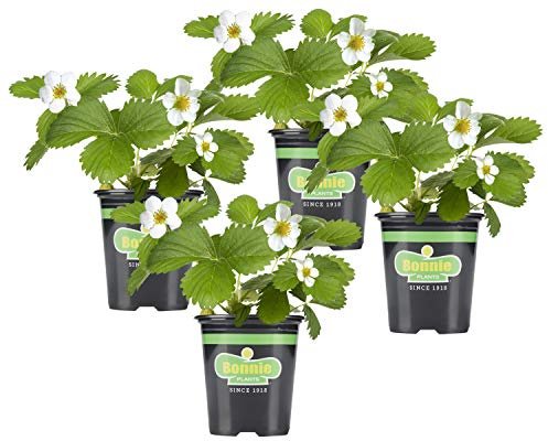 Bonnie Plants Strawberry, Live Plant, 19.3 oz. (4-Pack)