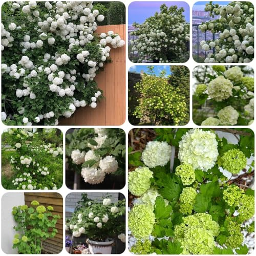 Semillas de hortensia bola nieve, arbustos en resistentes exóticas decoración jardín raras semillas mariposas balcón jardín 250pcs