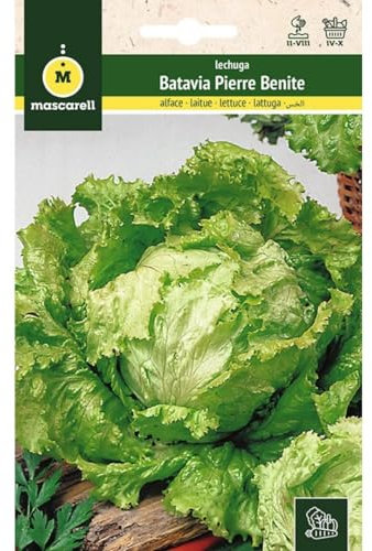 Mascarell Graines, laitue, graines de potager, laituga BATAVIA PIERRE BENITE, créez votre propre potager urbain et culture à la maison, plantes horticoles, 6 g