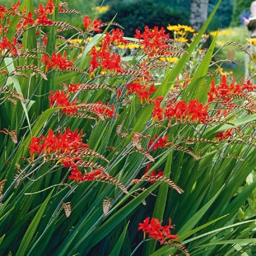 Lot de 5 Bulbes Crocosmia lucifer firey stars La Main Verte