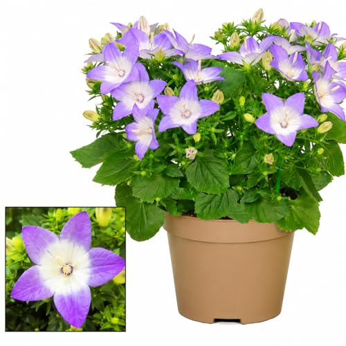 POWERS TO FLOWERS - CAMPANULA BICOLORE, VASO 12 CM DIAMETRO, pianta vera