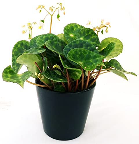 POWERS TO FLOWERS - BEGONIA KINGIANA, VASO 13CM pianta vera