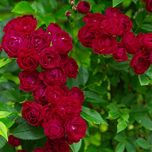 Ramblerrose 'Perennial Domino®', magentarot, Topf 5 Liter