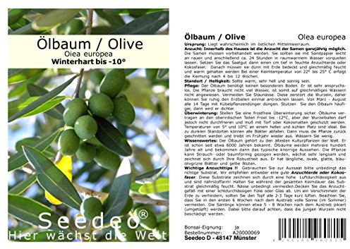 Seedeo® Olive/Ölbaum (Olea europaea) 20 Samen