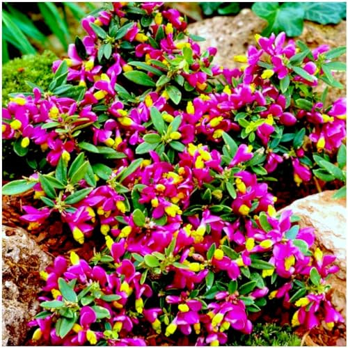 GrowOn Shrubs [x3] Polygala Chamaebuxus Grandiflora | Multi-Pack | Evergreen Shrubs | Outdoor Garden Ready Plants | Spring and Summer Flowering | Purple, Yellow Flowers