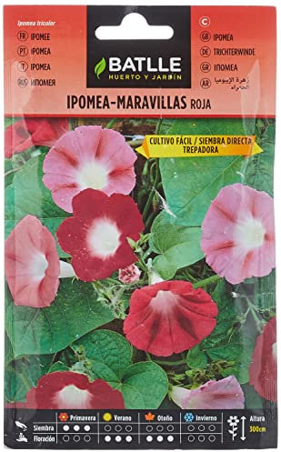 Semi di Fiori – Ipomea-Meraviglias Rossa – Batlle