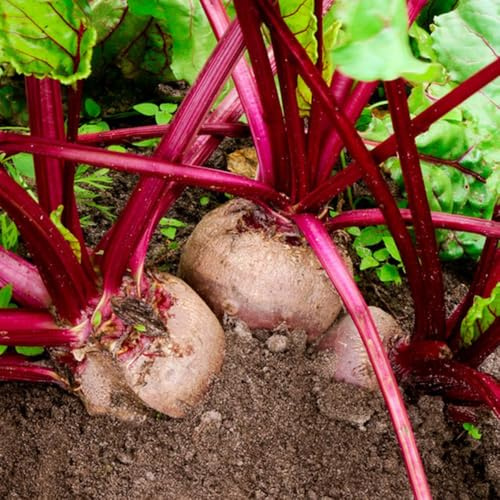 Zuckerrüben, Beta vulgaris, seltene pflanzensamen Rote BeeteSamen, Rote RübenSamen, gartenpflanzen winterhart mehrjährig gartenkräuter 200Samen