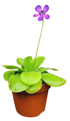 Butterwort Pinguicula with Light Green Leaves and Purple Flowers Carnivorous Plant in 9cm Pot