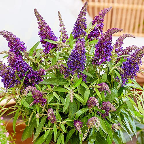 Buddleia Butterfly Candy Little Purple | Outdoor Flowering Dwarf Butterfly Bush | Deciduous Shrub for Patio Garden in Plant Pot (15-30cm Incl. Pot)