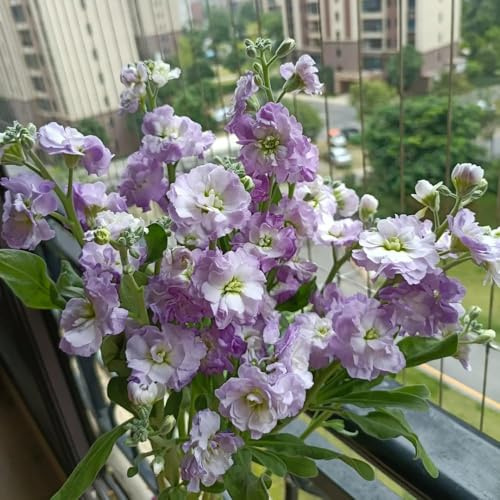 250 piezas Semillas violeta africana semillas de violeta, decoración del balcon jardín rocas resistentes,