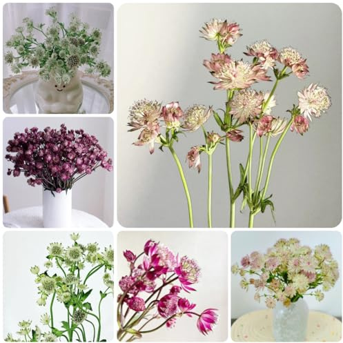 semi di astrantia stella ombrella balcone, decorazione del giardino per esterno di ombrella stellata per balcone, aiuola da seme da ombra, 100pcs