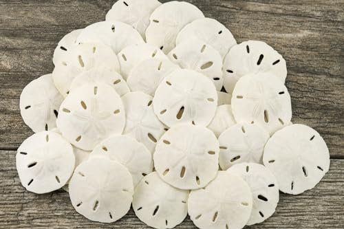 Nautical Crush Trading Sand Dollar | Real Sand Dollars 1 1/2 To 2 (Set Of 30) | Sand Dollar Shells Plus Free Nautical Ebook By Joseph Rains