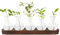Yuhtech Planta Terrario Jarrones de Vidrio, Tubos de Ensayo de Vidrio para Flores con Soporte Estación de Propagación de Madera para La Sala de Estar Al Aire Libre Hidroponía Decoración