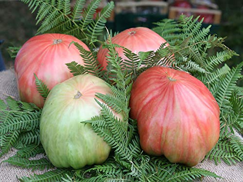 60 i semi di pomodoro di Belmonte - la spedizione gratuita