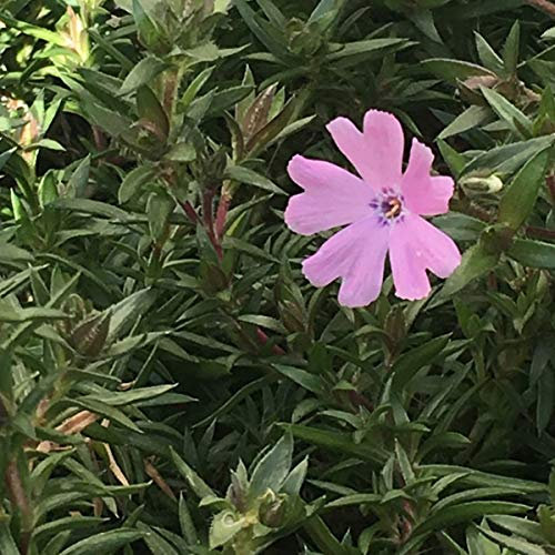 6 x Phlox Douglasii 'Lilac Cloud' - Vivaces Contenedor Pequeño 9cm x 9cm