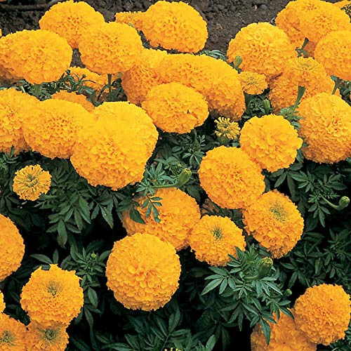 Marigold Seeds - Inca II Series - Gold - 25 Seed Packet - Tagetes erecta - Non-GMO, Open Pollinated - Flower Gardening