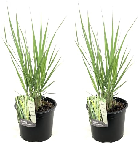Plant in a Box - Set di 2 - Panicum virgatum 'Northwind' - Erba ornamentale - Vaso 23cm - Altezza 40-60cm