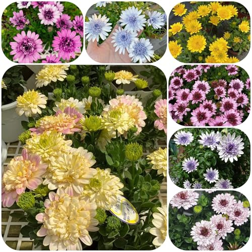 semillas de margarita del cabo de perennes, decoración de otoño aromáticas, para el balcón, variedades antiguas, 40pcs