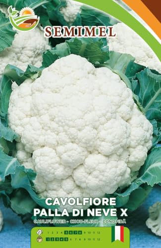 Semi di Cavolfiore Palla di Neve, varietà produttiva a palla compatta e bianchissima, dalla pasta fine che resta integra in cottura – formato bustina 3 Confezioni