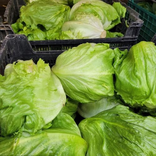 semillas de lechuga iceberg, orgánicas de lechuga iceberg de balcón de invernadero trepadoras resistentes 1500pcs