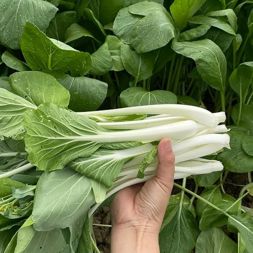 Semillas de pak choi - jardín mostaza chinas - balcón invernaderos balcón jardín interior exóticas 200pcs