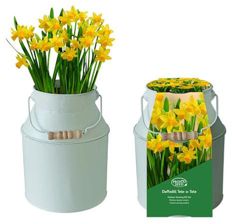 pronto seed Daffodil Growing Kit with Vintage Milkchurn Planter - Complete Garden Set Including 5 Tete-a-Tete Bulbs - Indoor Outdoor Spring Flower Gardening Gift Set (Daffodil - Milk Churn Planter)