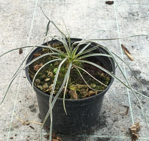 Yucca elata/Yucca arbre à savon/Conteneur de 2 à 2.9 litres/Plante résistante au sec