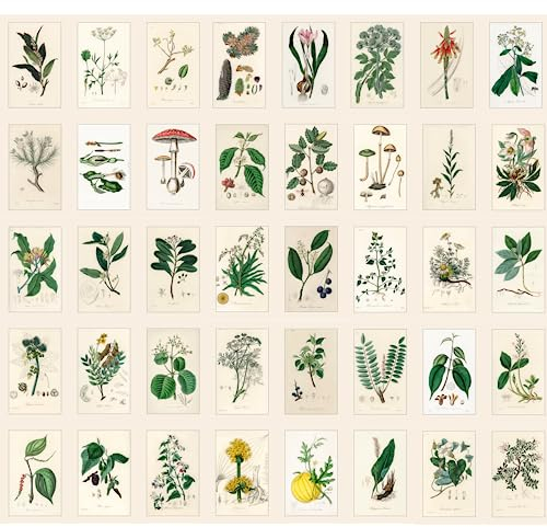 Bear and Bee 40 Vintage Postkarten mit alten Fotos und Zeichnungen (Alte medizinische Pflanzen)