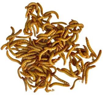 M2R Agrofarm Tenebrio Molitor Vivo - (100g ≈ (750-900 Uds))- Granja Propia en Huelva - Alimento para Reptiles y Aves. Gusanos de Harina Vivos - Alta Proteína Natural