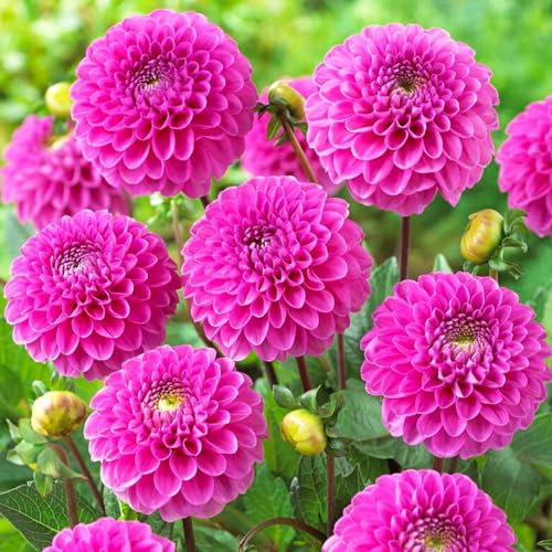 Dahlien Pon Pon Lila Knollen, 5 Dahlienzwiebelsorten Mix aus Holland, echte große Dahlienpflanzen für Garten und Töpfe (keine Samen, nicht künstlich)