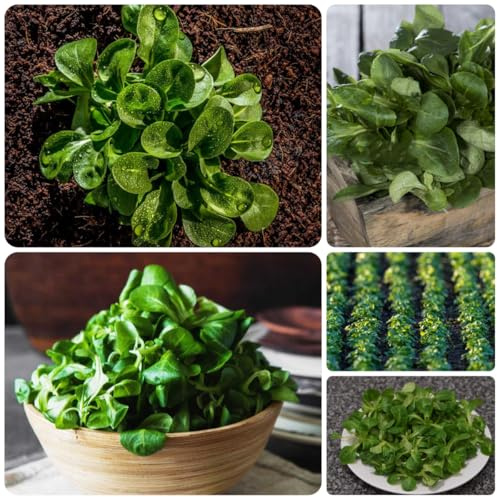 lattuga d'agnello da giardino perenni resistenti semi di lattuga aromatiche biologiche e invernali semi di varietà antiche decorazioni da giardino per 400semi