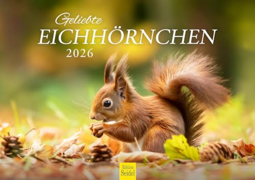 Edition Seidel Premium Kalender Geliebte Eichhörnchen 2026 Format DIN A4 Wandkalender Tierkalender Wildtiere heimische Wald Tiere Christian Müringer