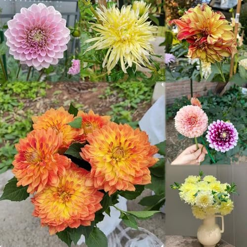 bulbos de dalia resistentes de dalia bulbos temprana exóticas resistentes, temprana decorativa 12pcs