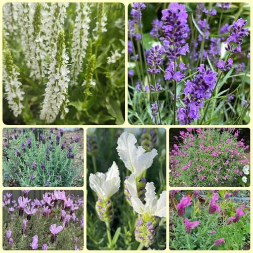 Semi di lavanda, semi di resistenti all'inverno per il giardino 100pcs