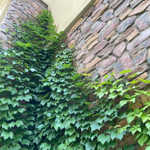 Wilder Wein Kletterpflanze Samen, kletterpflanzen winterhart schnellwachsend Wilder Wein Pflanze, pflanzen für draußen winterhart kletterpflanzen winterhart mehrjährig rankpflanzen 300pcs