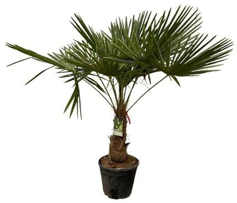 Trachycarpus fortuneii – Chinesische Hanfpalme – Winterharte Palme für Garten, Terrasse oder Zimmer – Höhe ca. 200cm – Ø40cm