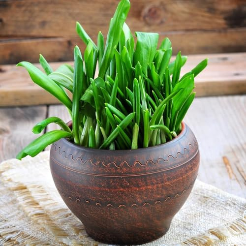 aglio selvatico - semi di aglio selvatico invernali, semi di per varietà tradizionali selvatiche aromatiche da giardino 100semi