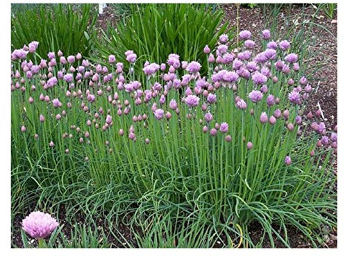 PREMIER SEEDS DIRECT - Chives - CIPOLLINA - 1600 Finest Italian Seeds