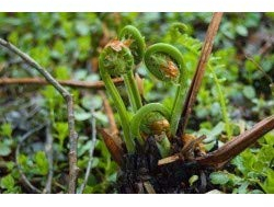 Tohum Essbare Farn-Gemüsesamen, seltene Liebe Farn-Samen, Kletterpflanzen für Zuhause, Garten, Zierpflanze, Semillas, 100 Stück/Beutel