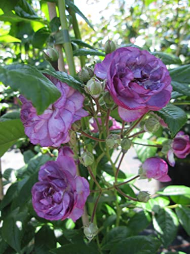 Rosa Rosemarie Viaud - Kletterrose Rosemarie Viaud