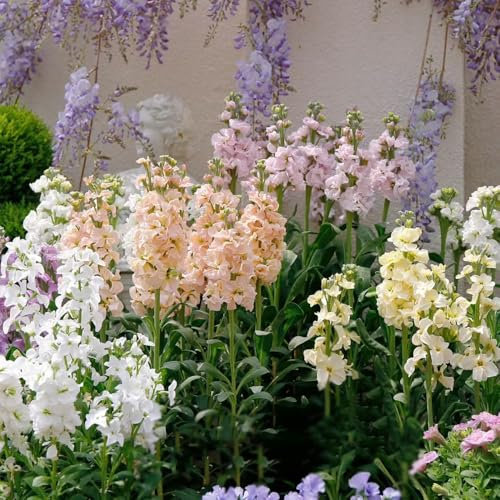 50 Pcs Levkojen Samen Mehrjährig - Usambaraveilchen Pflanze Samen, Wildblumensamen, Hochbeet Samen Levkojen Samen, Blumensamen Balkon, Winterharte Kübelpflanzen Geschenke Für Gartenfreunde,