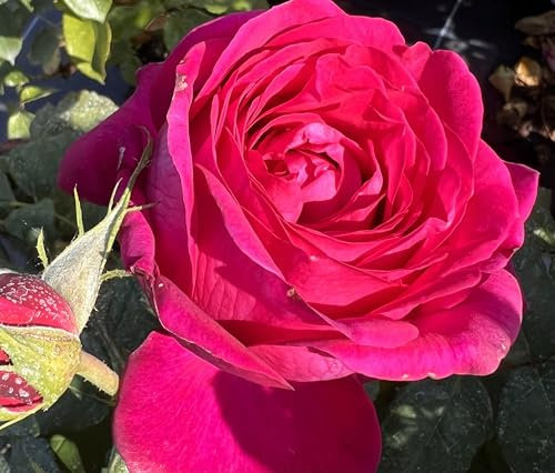 'Our Hilda' - Deep Pink - Floribunda Rose – 4L Potted - Lovely Gift Idea
