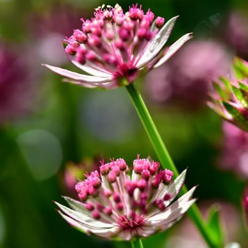 Semillas de umbela estrellada - de otoño resistentes Astrantia mayor - balcón de semillas exóticas 100pcs