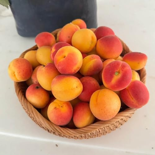 semillas resistentes del albaricoquero - exóticas raras 25pcs