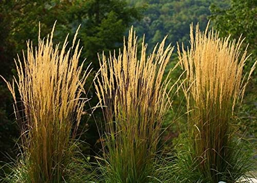 Stauden Gänge 3 x Calamagrostis x acutiflora 'Waldenbusch' im 1 Liter Topf (Ziergras/Gräser/Winterhart/Mehrjährig) Reitgras - Sichtschutz Hecke - Struktur und Dynamik in perfektem Einklang
