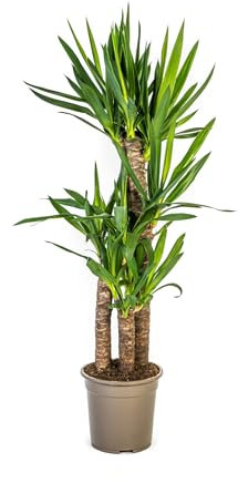 Yucca Elephantipes - 90-110cm - Ø21cm - Plante d'intérieur - Vert persistant