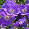 Geranien Samen Kaufen Geranium Blumensamen Bodendecker Winterhart Mehrjährig KräUter Samen Blumen Winterharte Pflanzen Für Garten Pflanzensamen Fuchsien Bienenweide 10Stück