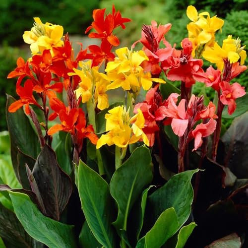 3 Canna Dwarf Mixed Bulbs – Vibrant Collection of Miniature Lilies – Summer-Flowering Perennials – Perfect for UK Gardens & Climate Conditions