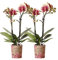 Kolibri Orchids | COMBI DEAL von 2 gelben roten Phalaenopsis-Orchideen - Spanien - Topfgröße Ø9cm | blühende Zimmerpflanze - frisch vom Züchter