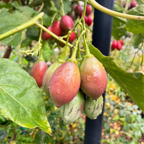 tamarillo tomate orgánicos de jardín balcón resistentes balcón camas elevadas columnar semillas en perennes 800pcs